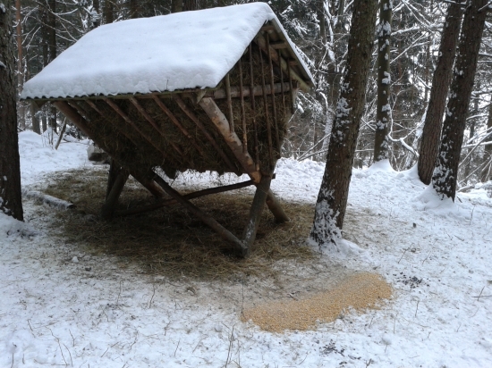 dnesne plnenie krmelca