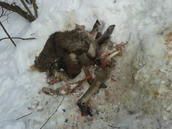 dnesna ranajsia prechadzka