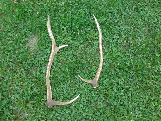 vcerajsi rana prechadzka