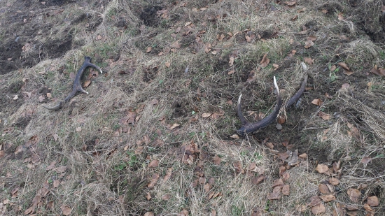 Minuloročný pár .... potešil ☺