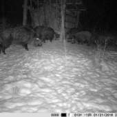 Prišiel obzrieť svoje potomstvo