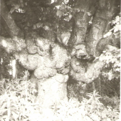 Jeden z čergovských pamätníkov v roku 1987