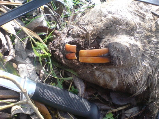 Uhynutý bobor po povodniach