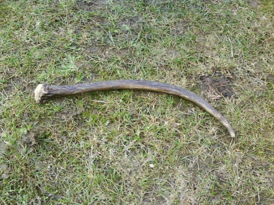 Dneska najdeny ale vlanajsi-45cm