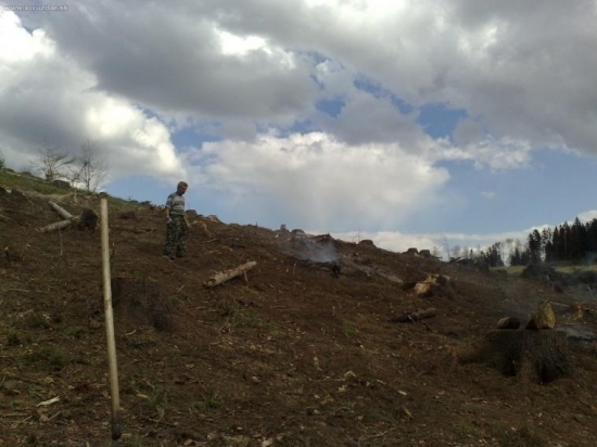 odstraňovanie po ťažbe - po lykožrútovi