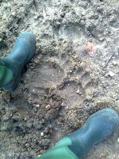 musel to byť riadny macko