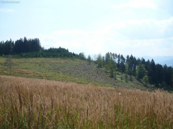 lykožrút úraduje