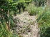 spod kopy travy vybehol 1m odomna diviak