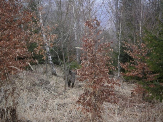 diviačica