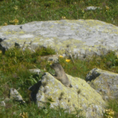 malý svišť