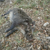 strelený na spoločnej poľovačke