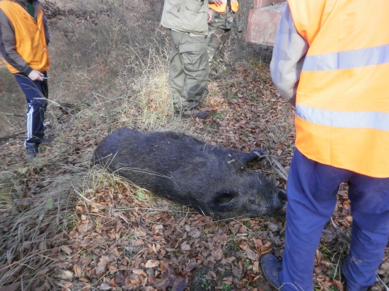 štyria sme ho ťahali z jarku do kopca