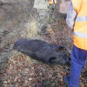 štyria sme ho ťahali z jarku do kopca
