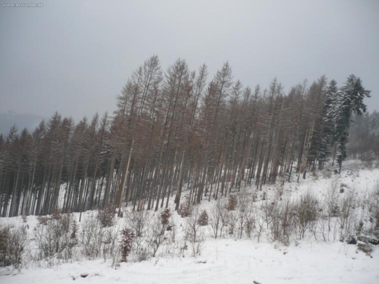 lykožrútom napadnutý porast