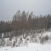 lykožrútom napadnutý porast