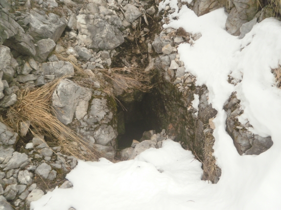 asi brloh,mozno aj medvedi