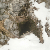 asi brloh,mozno aj medvedi