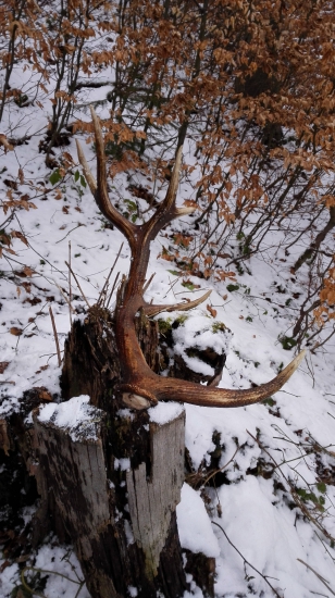 Keď srdce podskočí...:)