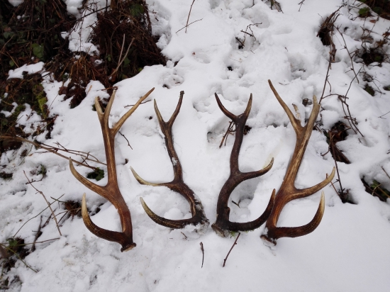 Dnes sa zadarilo...:)