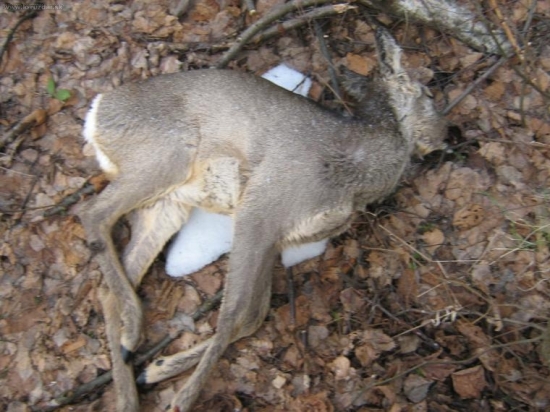 smutný pohľad pri hľadaní zhodov