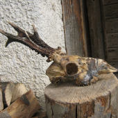 úhyn srnca pred