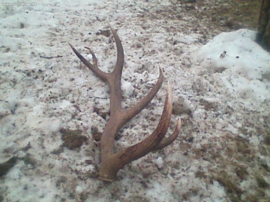 12 torak vaha 2.95 kg