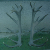 zhody s kraľa tribeca