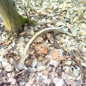 nevizera to ale je to 12-torak :D