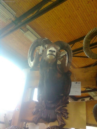 pekny baran
