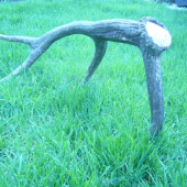 dnešný