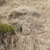 potešili