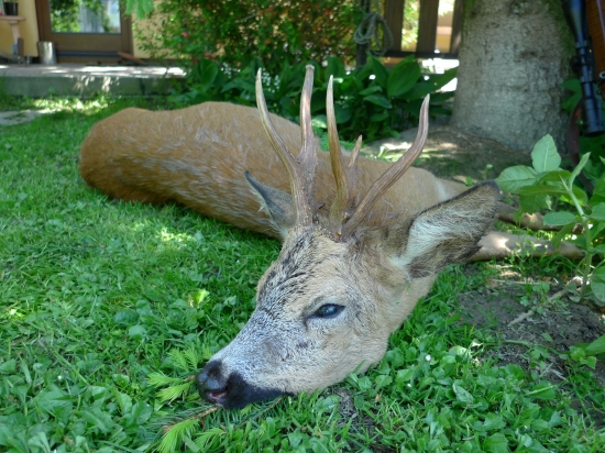 raritka jak se patří