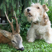 úlovek ze srnčí říje