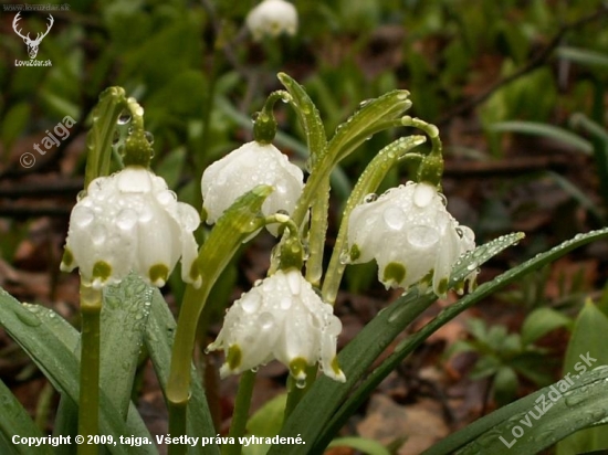 Leucojum vernum subsp.carpaticum