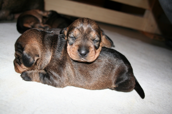 Jazvečík hrubosrstý