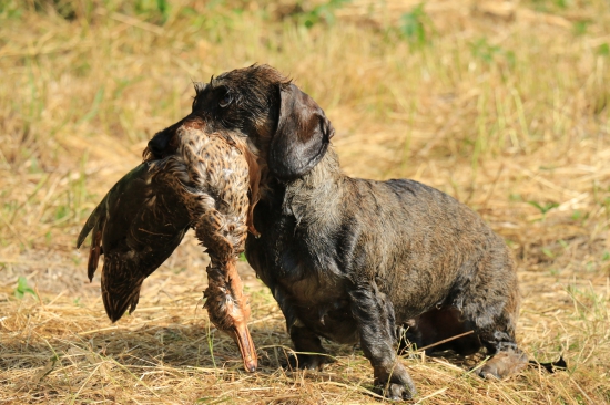 Jazvečík - aport kačice