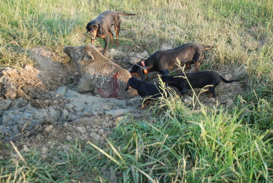 Prvý kontakt štencov s diviakom