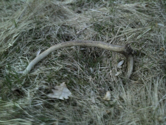 Prvý tohtoročny =) potešil aj on =)