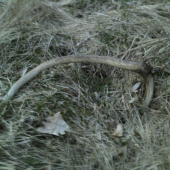 Prvý tohtoročny =) potešil aj on =)