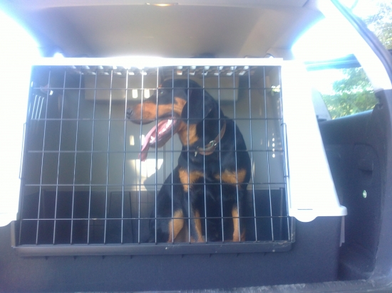 pusti ma  už  chcem  behat !! =)