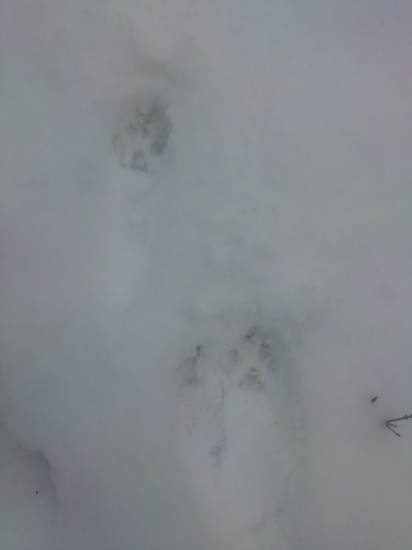 Mačka divá (Felis silvestris)