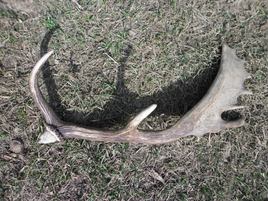 prvý danči tento rok