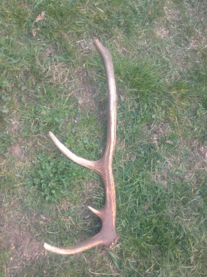 Dneska ďalší lúčny ...