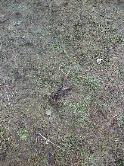 keď neni jelení, poteši aj srnčí...