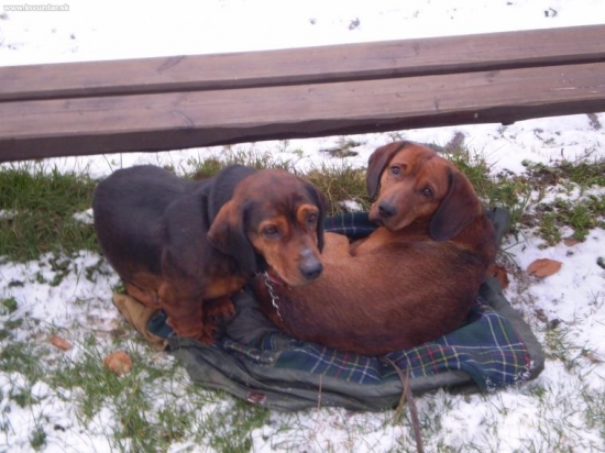 alpsky jazvečikovity durič