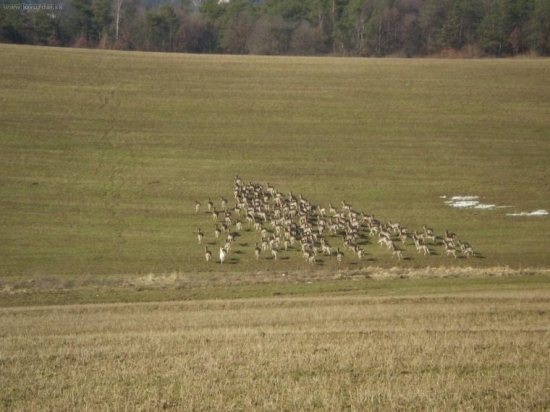 Dančia