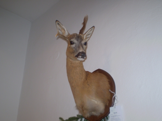 Chovatelska prehliadka Kanianka 2009