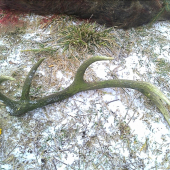 najdeny na spoločnej