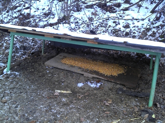 Starame sa o bažantov =D