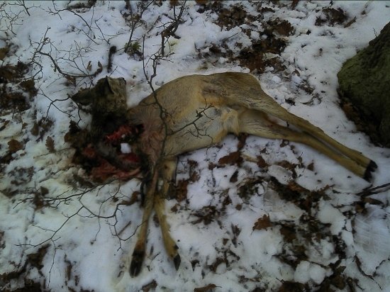 Srnček  strhnuty psom